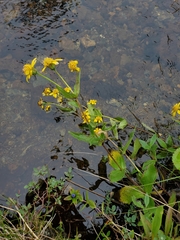 Arnica lanceolata prima
