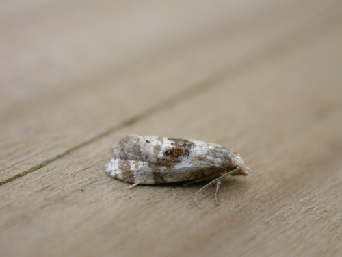 Water-mint Conch