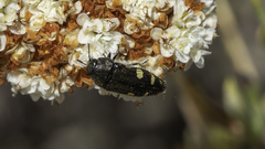 Acmaeodera prorsa