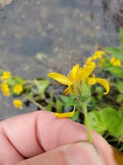 Arnica lanceolata prima