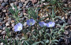 Evolvulus nuttallianus