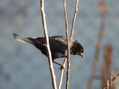 Molothrus rufoaxillaris