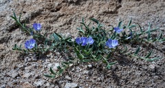 Evolvulus nuttallianus