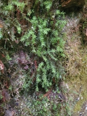 Bartramiopsis lescurii