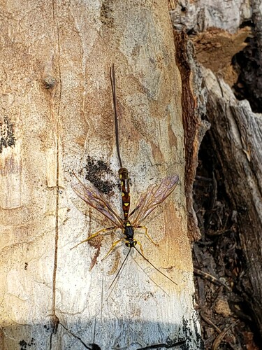 iNaturalist observation photo of Western Giant Ichneumonid Wasp