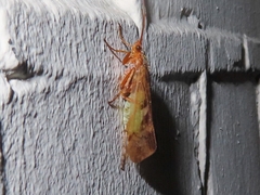 Limnephilus marmoratus