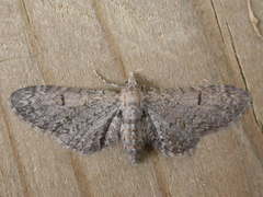 Eupithecia ultimaria