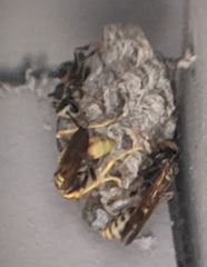 Mischocyttarus flavitarsis