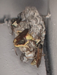 Mischocyttarus flavitarsis