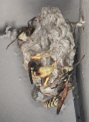 Mischocyttarus flavitarsis