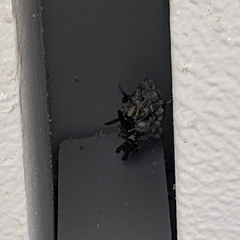 Mischocyttarus flavitarsis