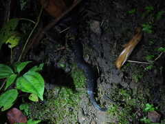 Atractus sanctaemartae