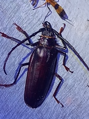 Derobrachus inaequalis