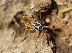Sphedanolestes pulchellus