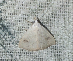 Rivula propinqualis