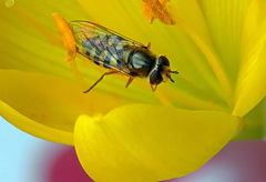 Diptera