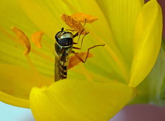 Diptera