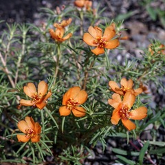 Portulaca suffrutescens