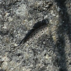 Machilinus rupestris