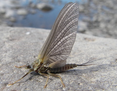 Ephemerellidae
