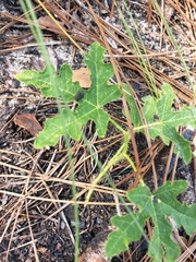 Cnidoscolus stimulosus