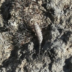 Machilinus rupestris