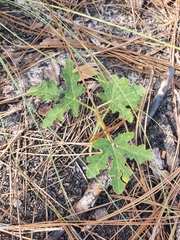 Cnidoscolus stimulosus