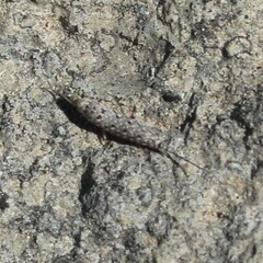 Machilinus rupestris