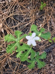 Cnidoscolus stimulosus