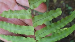 Goniophlebium persicifolium