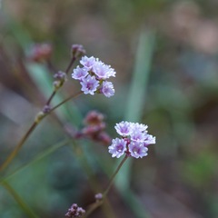 Boerhavia purpurascens