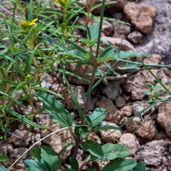 Boerhavia purpurascens