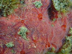 Clathria opalina
