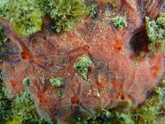 Clathria opalina