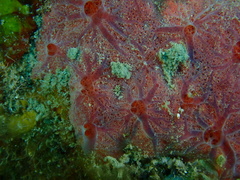Clathria opalina