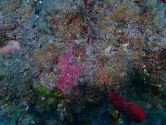 Clathria opalina