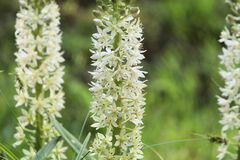 Melanthieae