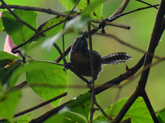 Pheugopedius rutilus