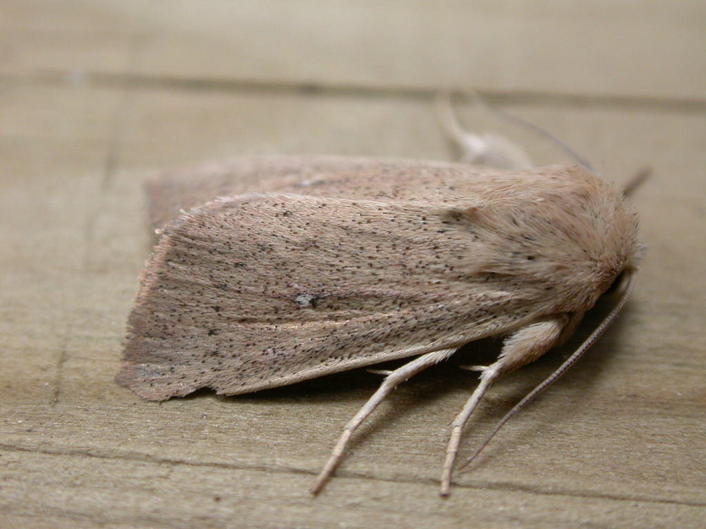 Mythimna sicula