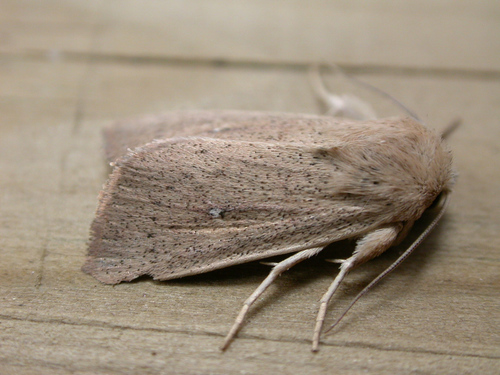 Mythimna sicula