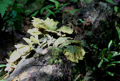 Yarrumia colensoi