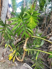 Philodendron mayoi