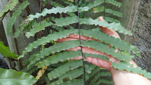 Goniophlebium persicifolium, photograph 3