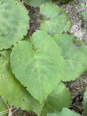 Scrobipalpula manierreorum