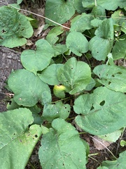 Scrobipalpula manierreorum