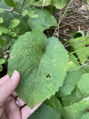 Scrobipalpula manierreorum