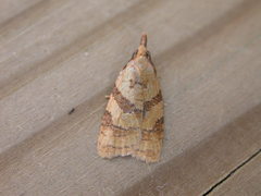 Sparganothis pilleriana