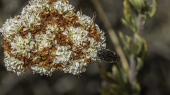 Acmaeodera prorsa