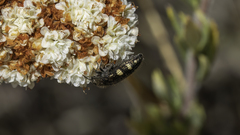 Acmaeodera prorsa