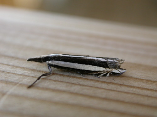 Representative image of Angustalius